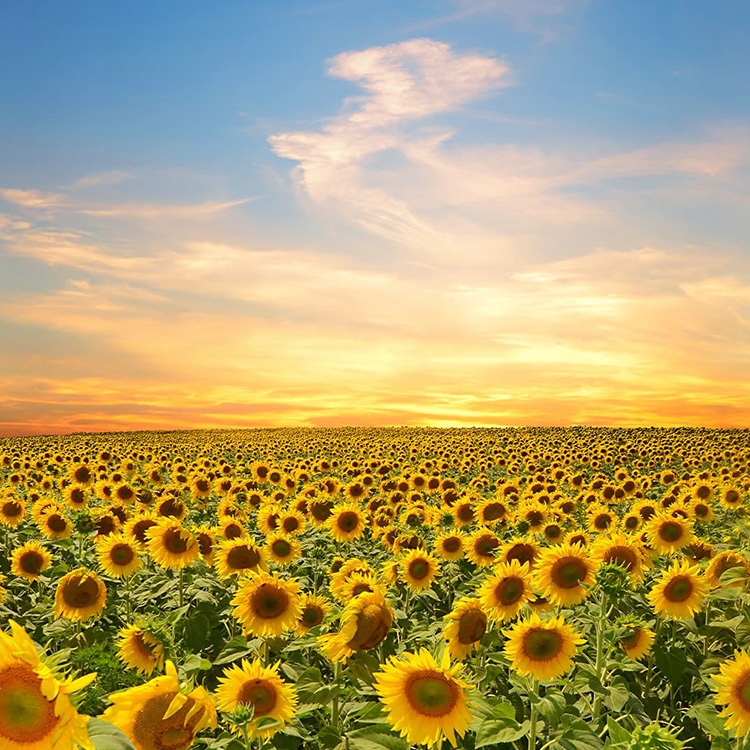 seo始終堅持結果化服務(wù)，讓企業(yè)都能享有營(yíng)銷(xiāo)創(chuàng  )造的價(jià)值！